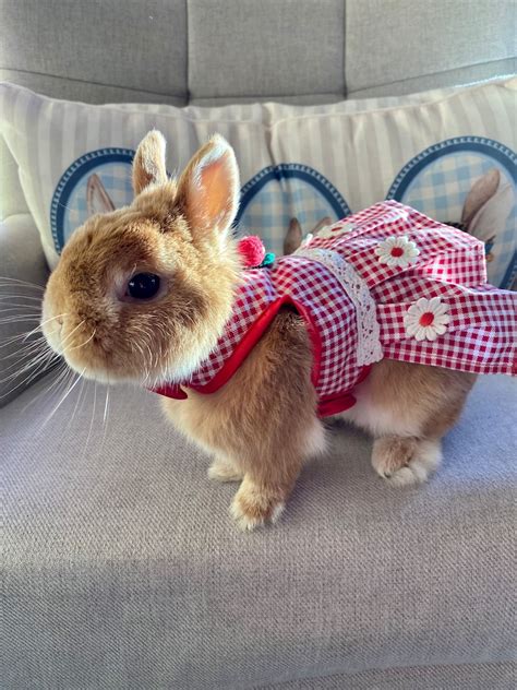 bunny rabbit outfits|bunny dresses for bunnies.